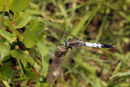 8873 Black Tailed Skimmer Dragonfly (Orthetrum cancellatum)